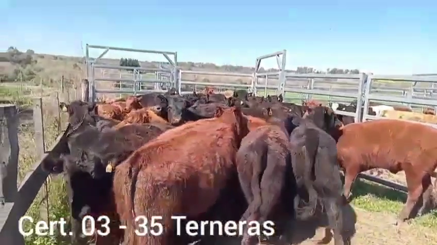 Lote TERNERAS