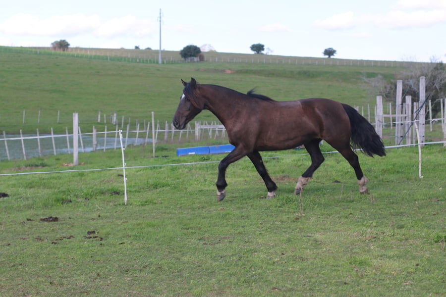 Lote SANTA GLORIA SUERTE NEGRA