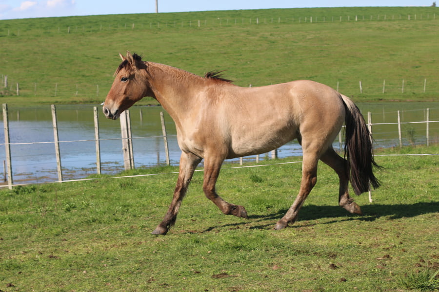 Lote SANTA GLORIA SIDRA