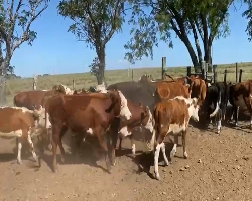 Lote VAQUILLONAS 1 A 2 AÑOS