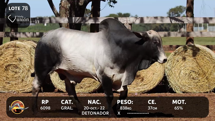 Lote LOTE 78