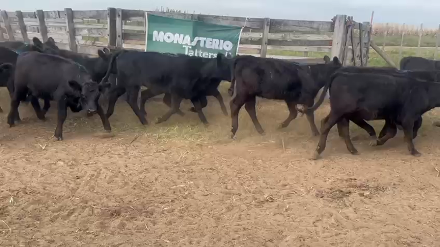 Lote 24 Terneras en Urdampilleta