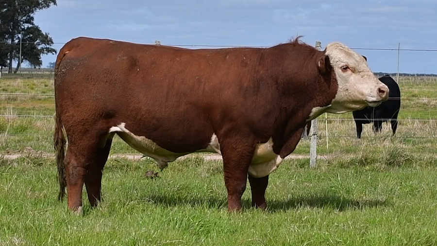 Lote Toros Hereford