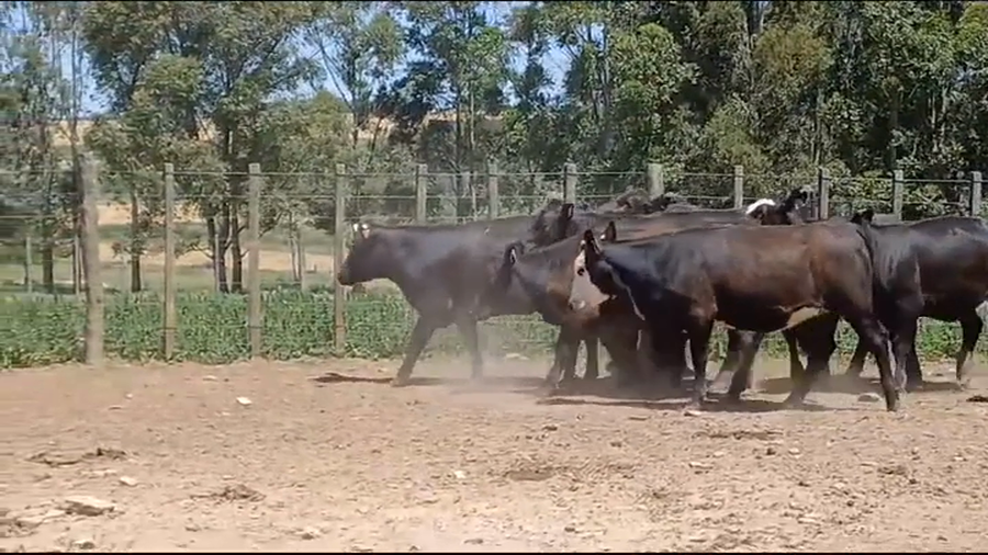 Lote (Vendido)10 Vaquillonas 1 a 2 años ANGUS - ANGUS/ HEREFORD a remate en #39 Pantalla Carmelo 320kg -  en MAL ABRIGO