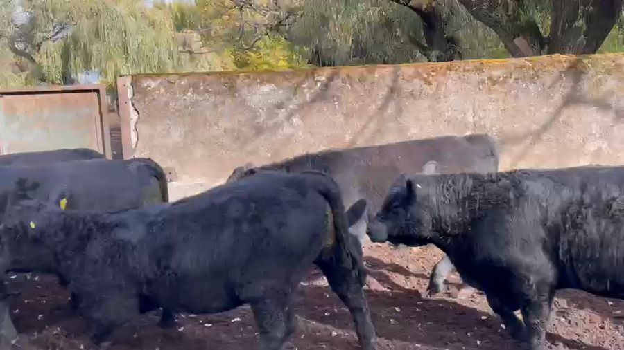 Lote 75 Ternero en Los Ángeles, VIII Región Biobío