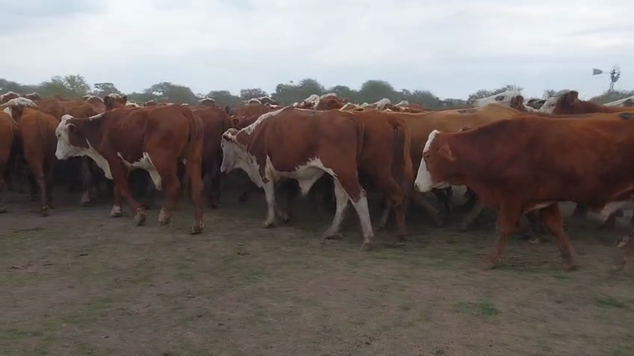 Lote 100 Novillos en Corrientes, Perugorría