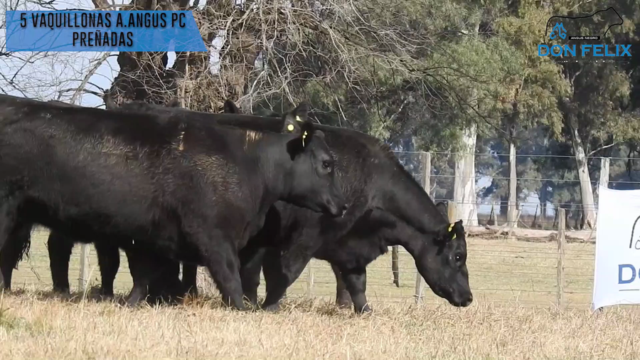Lote "Cabaña ""Don Felix"" Vaquillonas PC"