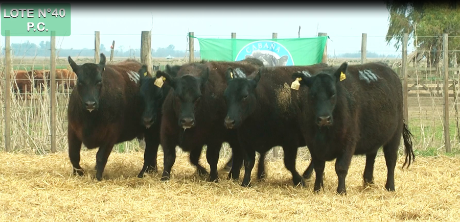 Lote VAQUILLONAS P.C. 15 MESES - PREÑADAS - PARICION PRIMAVERA