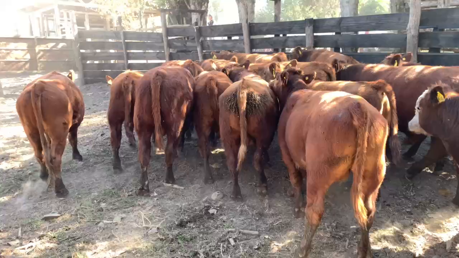 Lote 25 Ternero en Longaví, VII  Región Maule