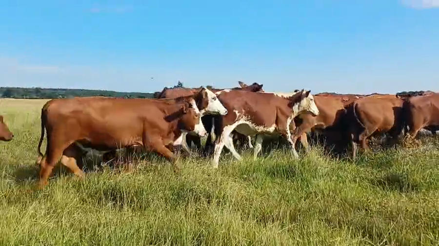 Lote 48 Novillitos en Corrientes, Mburucuyá