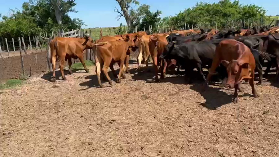 Lote 43 Vaquillonas en Esquina, Corrientes