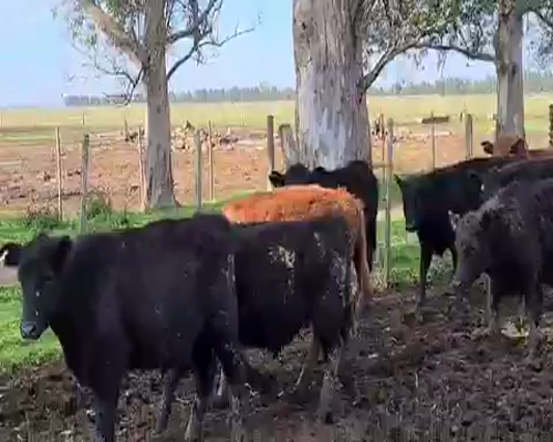 Lote 66 Terneros en Magdalena, Buenos Aires