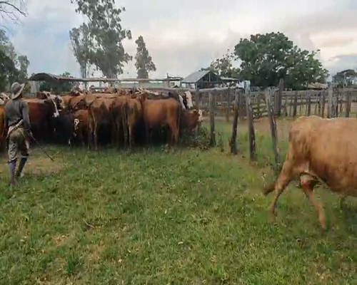 Lote 34 Vacas medio uso en Berón de Astrada, Corrientes