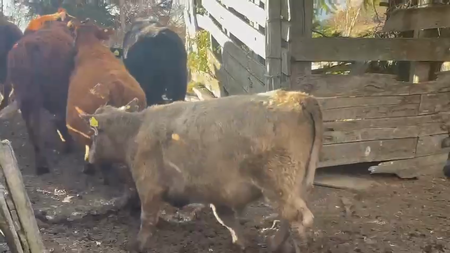 Lote 50 Novillo Engorda en Coyhaique, XI Región Aysén