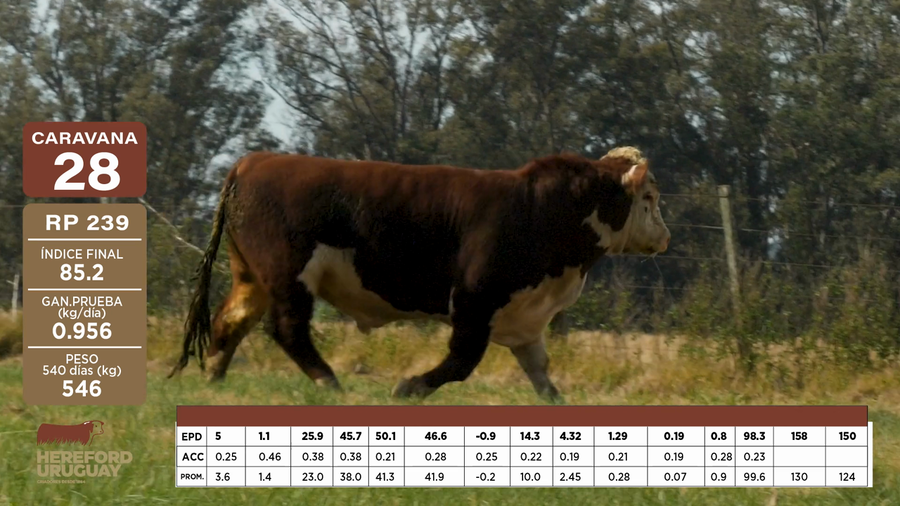 Lote Caravana 28 "NEFIMAR S.A."