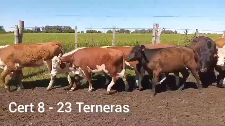 Lote TERNERAS