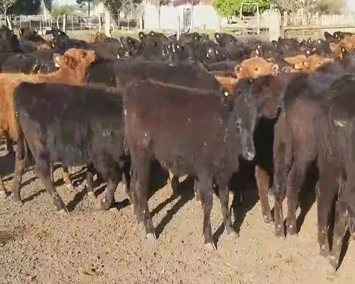 Lote 115 Terneras en Entre Ríos, Villaguay