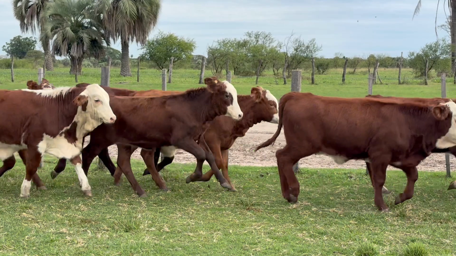 Lote 120 Terneras en Corrientes, Perugorría