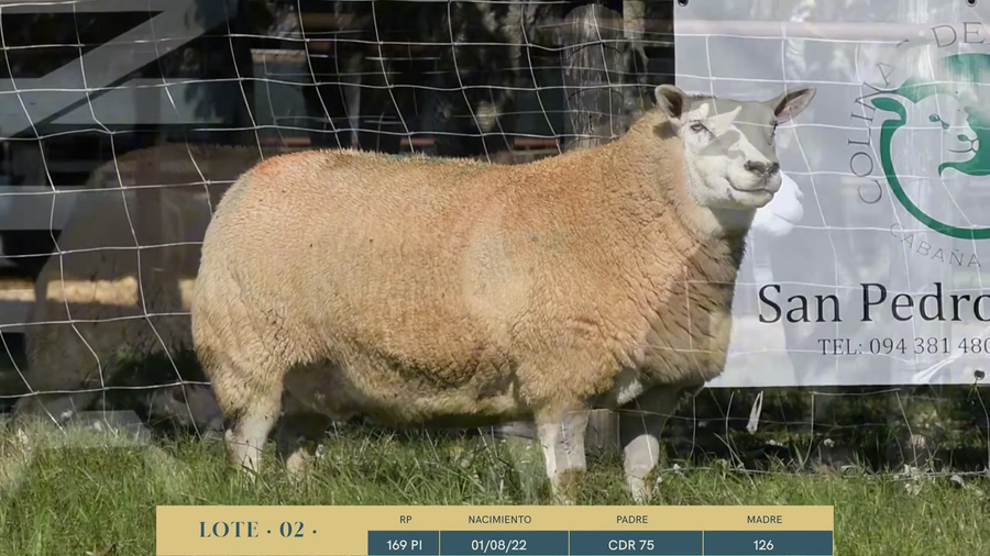 Lote Lote 2