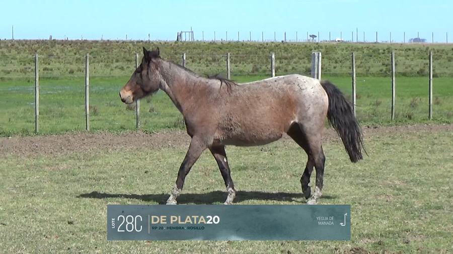 Lote Yeguarizos a remate en Criollos, Montevideo