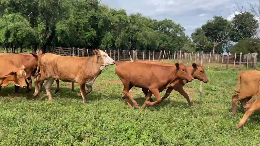Lote 50 Vaquillonas en Virasoro, Corrientes