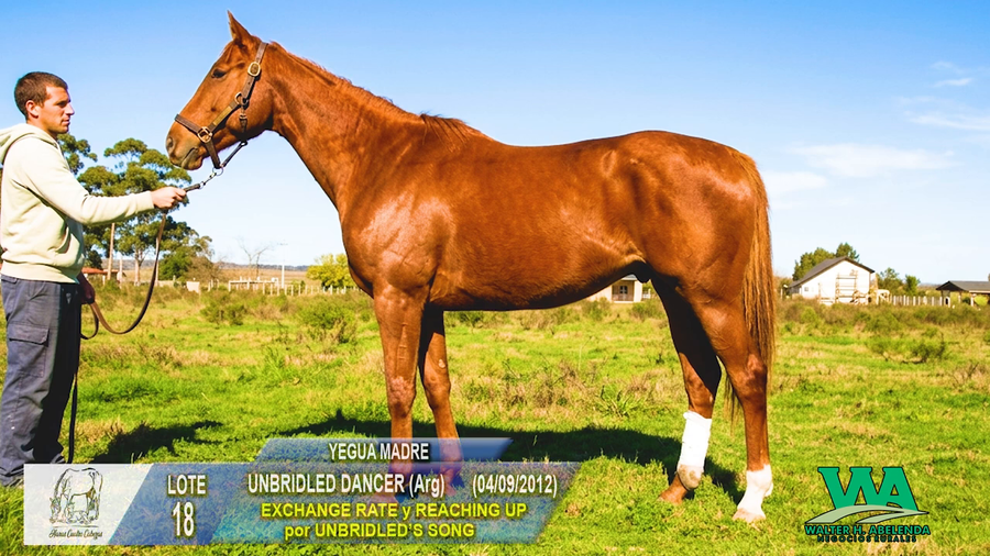 Lote UNBRIDLED DANCER (Arg)