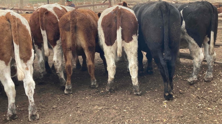 Lote 12 Novillo Gordo en María Pinto, Región Metropolitana