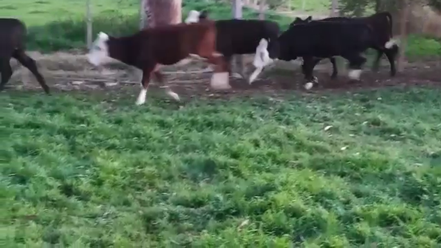 Lote 6 Terneras ANGUS a remate en PANTALLA CAMY - SAN JOSE  1500 VACUNOS 190kg - , San José