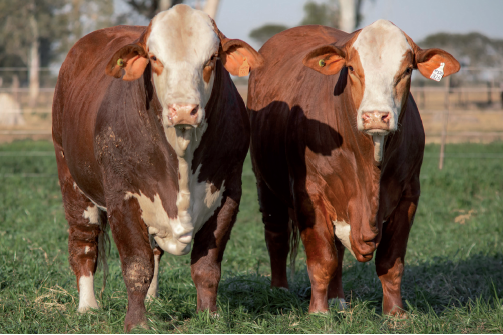 Lote Toros Braford -  Los Charabones