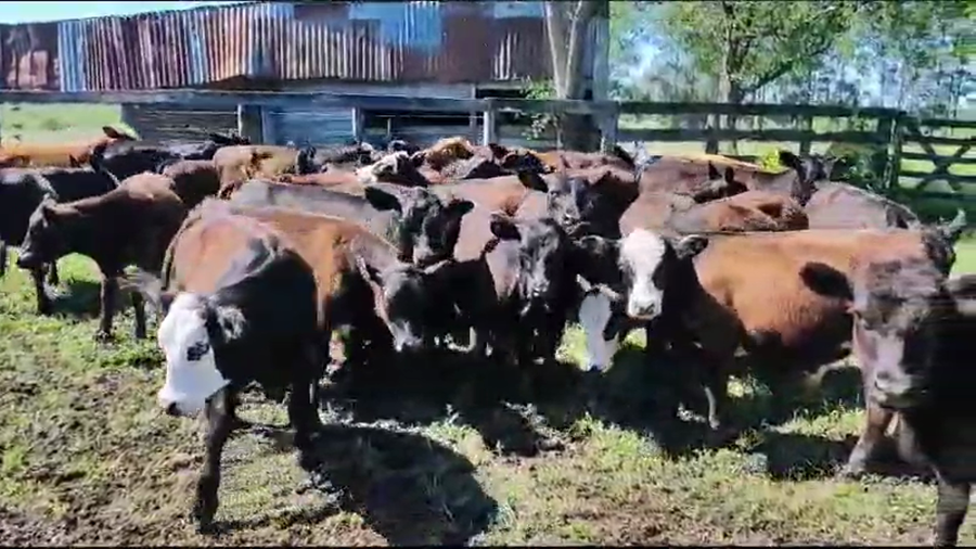 Lote 35 Terneros/as en Colón, Entre Ríos