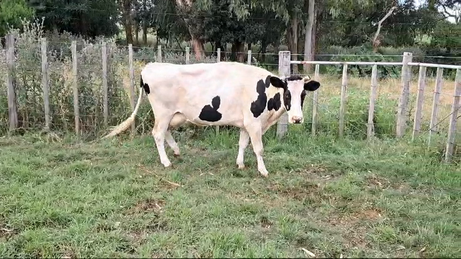 Lote VACA HOLANDO