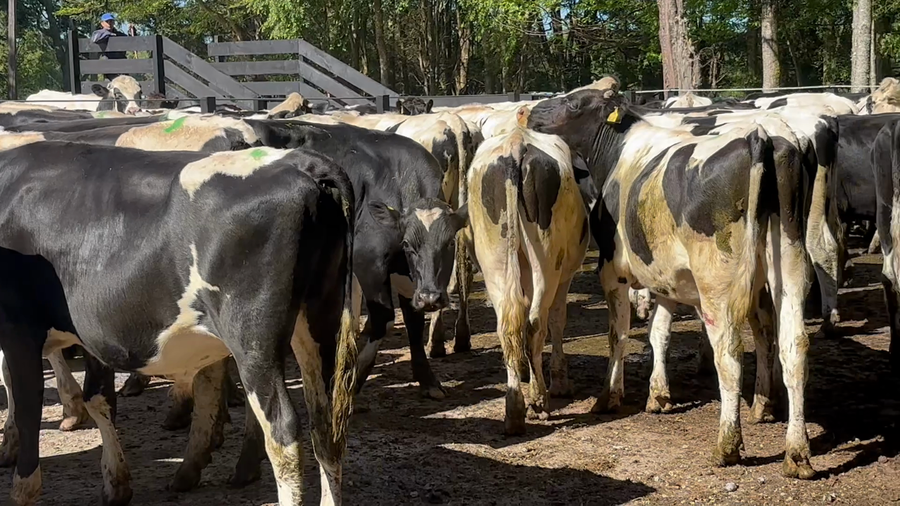 Lote 55 Novillo Engorda en Panguipulli, XIV Región Los Ríos