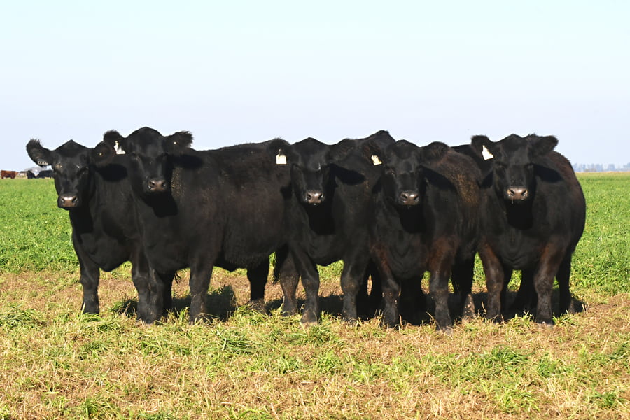 Lote VAQUILLONAS PC PREÑADAS LA PLUMA