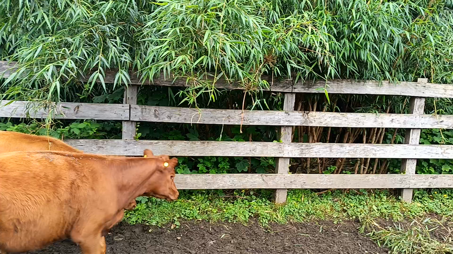 Lote 32 Ternera en Futrono, XIV Región Los Ríos