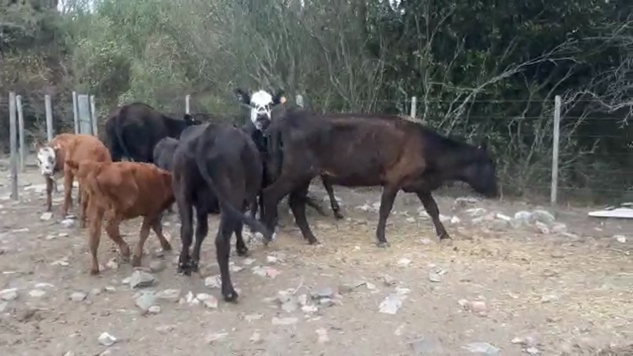 Lote 10 Piezas de cría Angus a remate en Pantalla Camy - Liquidación de Estancia en Ruta 23 Km 122