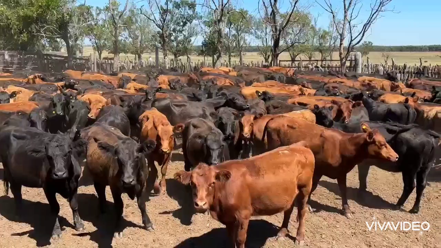 Lote 198 Vaquillonas