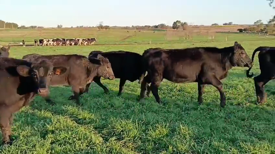 Lote 9 Vaquillonas  a remate en Pantalla Aniversario - Escritorio Camy, San José