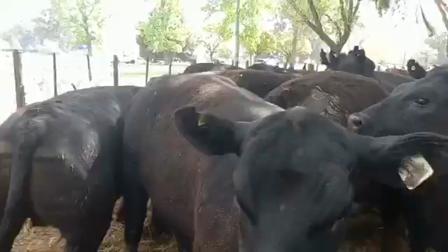 Lote "Corral 19 Vaq. PC para entorar ""Arandu"""