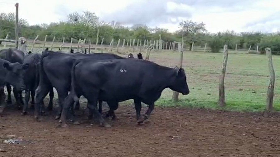 Lote 35 Vacas nuevas C/ gtia de preñez en San José de Feliciano, Entre Ríos