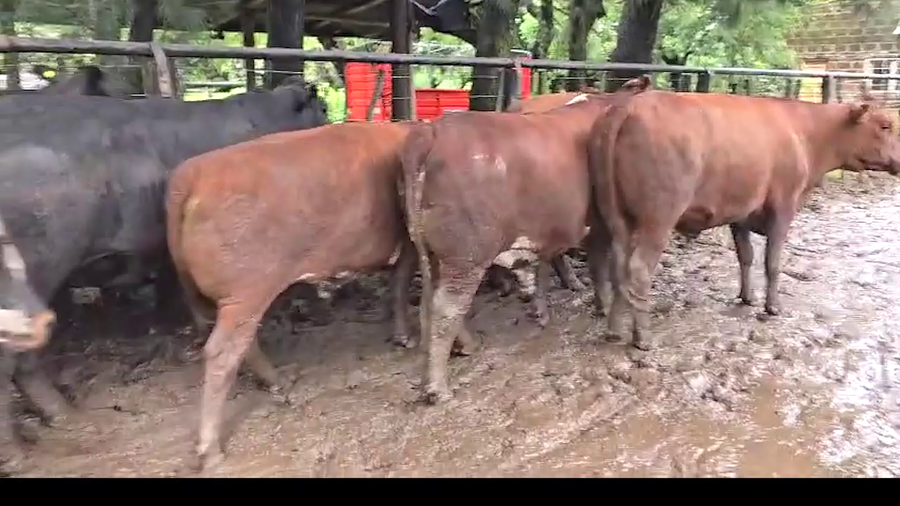 Lote 30 Novillos Exportación UE HILTON