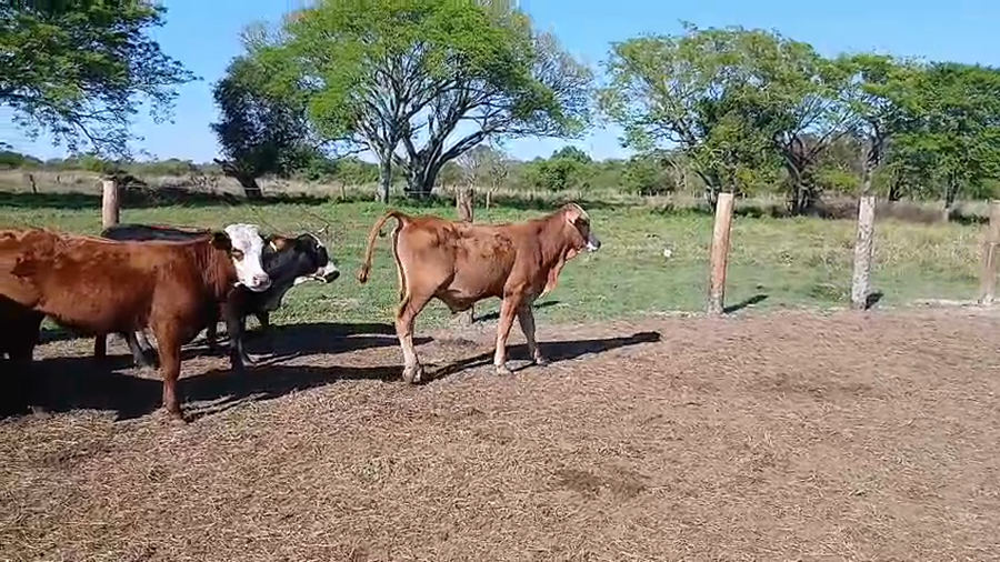 Lote 70 Terneros/as