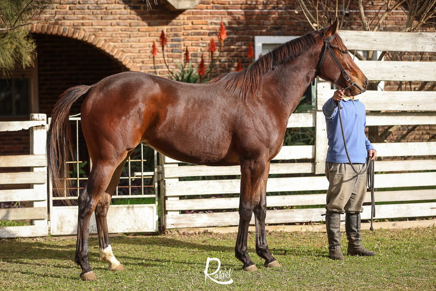 Lote HONOUR CAT