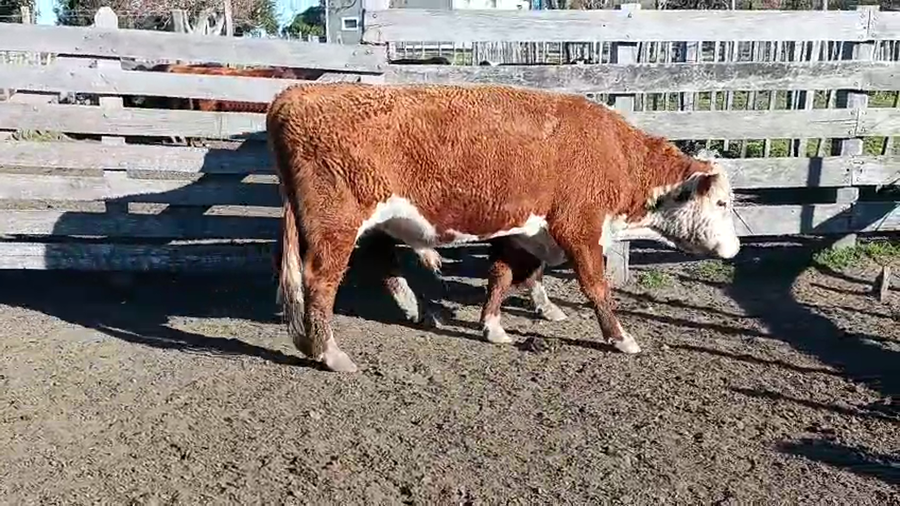Lote 2 Toros a remate en Pantalla Aniversario - Escritorio Camy 500kg - , San José