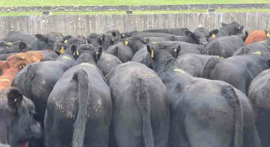 Lote 60 Ternero en Futrono, XIV Región Los Ríos