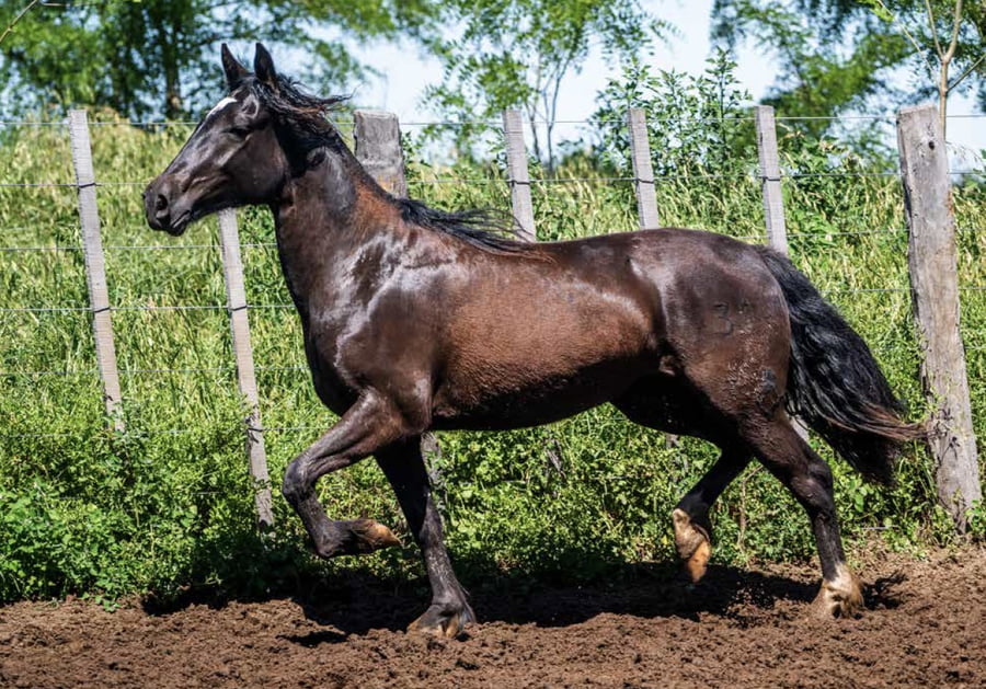 Lote DEL OESTE LA MUÑECA