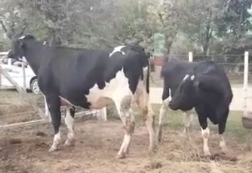 Lote 2 Vaquillonas en Progreso, Santa Fe