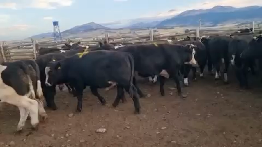 Lote 50 Novillo Engorda en Coyhaique, XI Región Aysén