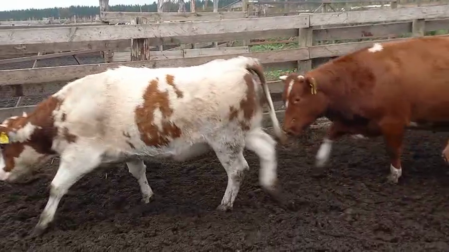 Lote 20 Vaquilla Gorda en Cabrero, VIII Región Biobío