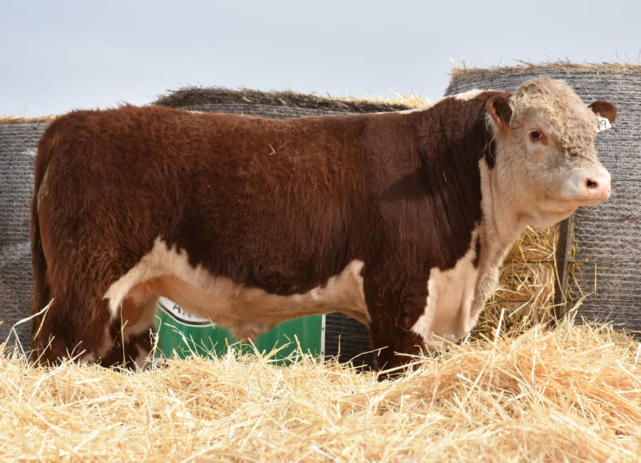Lote TOROS