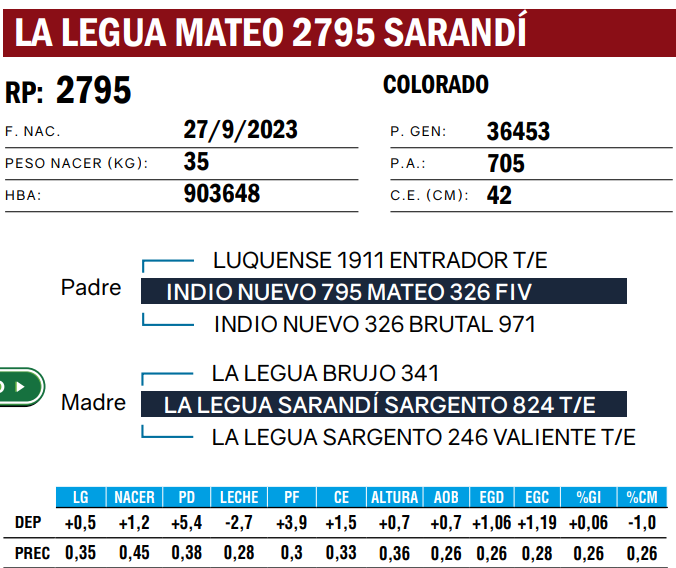 Lote TOROS ANGUS  PP